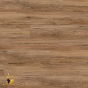 Mountain Spotted Gum