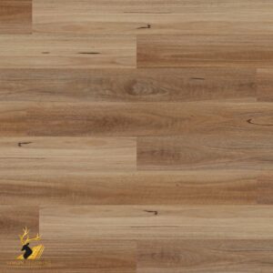 Spotted Gum