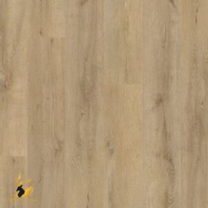 Brunswick Oak