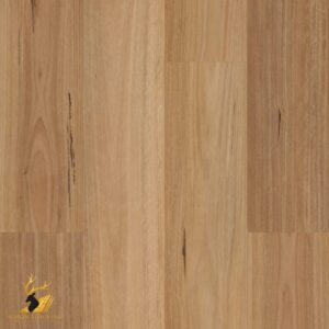 Native Blackbutt