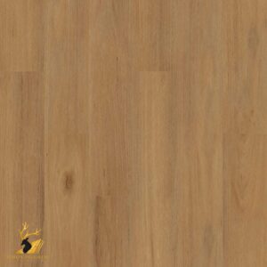 Northern Blackbutt