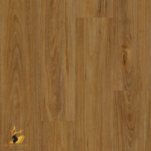Qld Spotted Gum